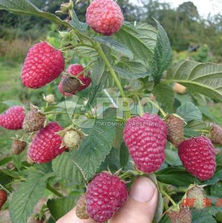 RASPBERRY VARIETY BRYANSKOE DIVO
