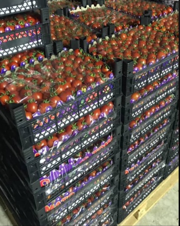 Tomato Томат (помидор)