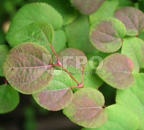 القرمزي الياباني