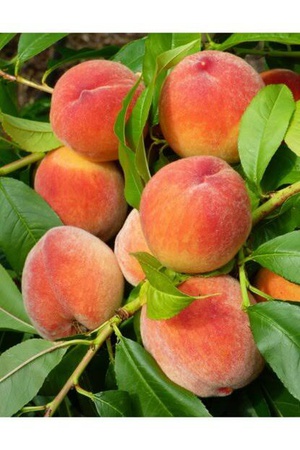 Саженцы фруктов