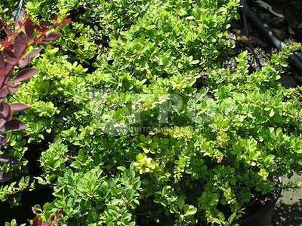 芭芭莉丝·汤伯格