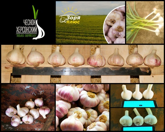 Посевной материал чеснока от производителя