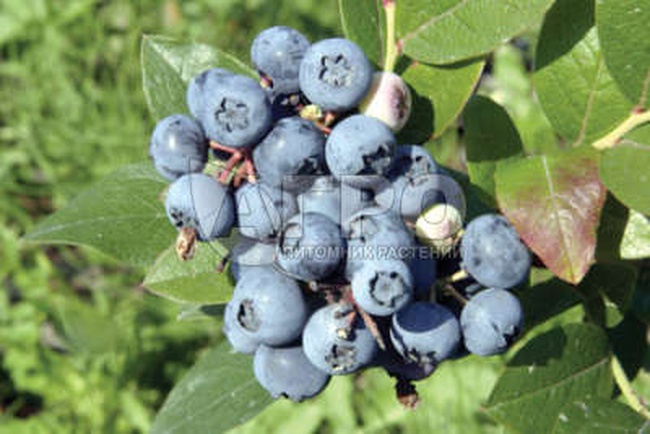 ГОЛУБИКА СОРТ БЛЮ ДЖОЙ