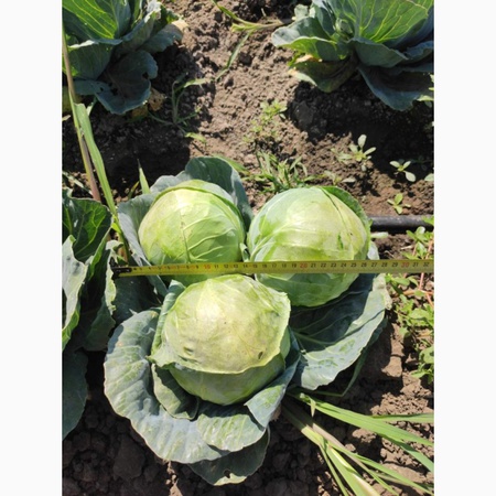 erken lahana sınıfı &quot;Eliza&quot;