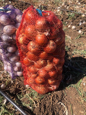 Лук озимый (ранний) от производителя