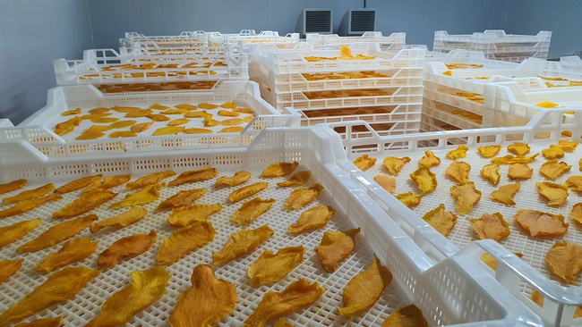 Kurutulmuş Mango. OLMISH fabrikalarından kurutulmuş meyveler