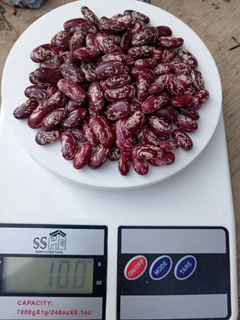 Фасоль королевская