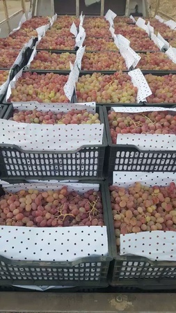 Виноград таифи