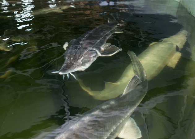 Икра чёрная