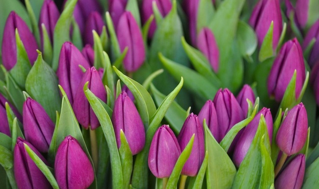 Тюльпаны к 8 марта опт