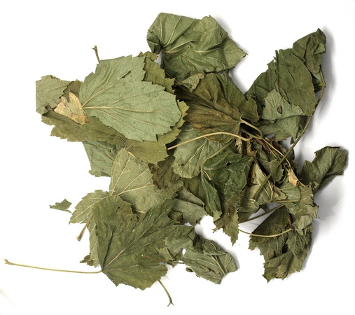 Смородина лист