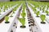 Agricultural greenhouse hydroponic system for growing strawberries and more