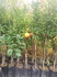 Саженцы фруктов