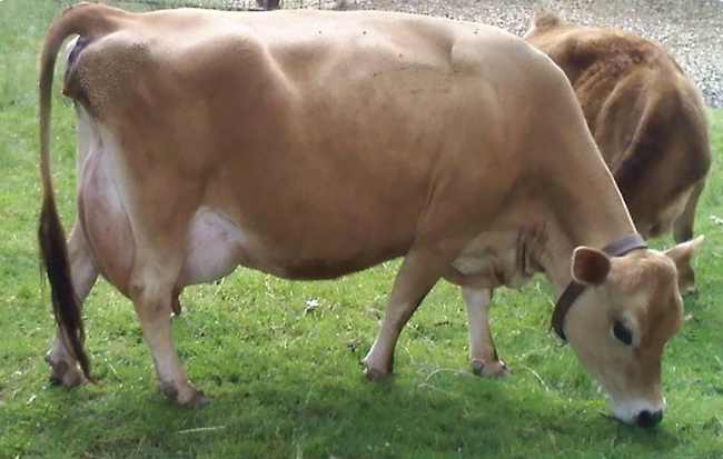 - Чистопородные племенные нетели. возраст не более 27 месяцев, стельность 2-6,5 месяцев, продажный вес не менее 450 кг.- Телки и бычки чистопородные племенные. Каждое животное идентифицировано индивидуальной ушной биркой. Возраст 7-12 месяцев.