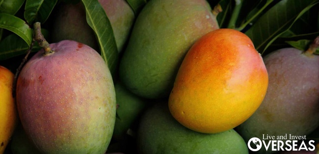 Манго зелёный сорт (Египет)