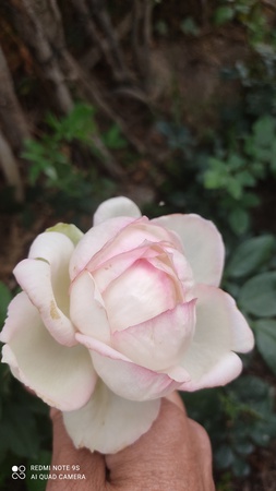 Саженцы голландских и английских сортов роз