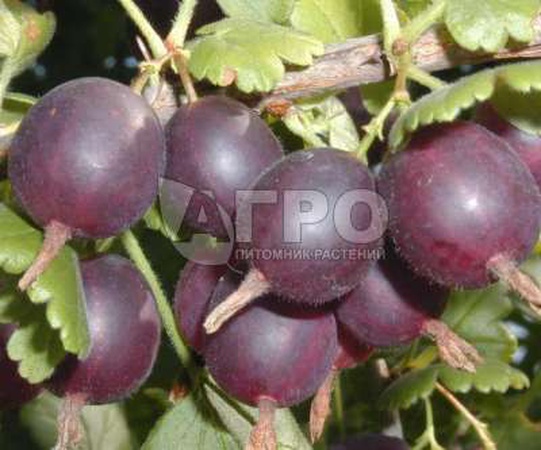 ИОШТА (ЙОШТА)