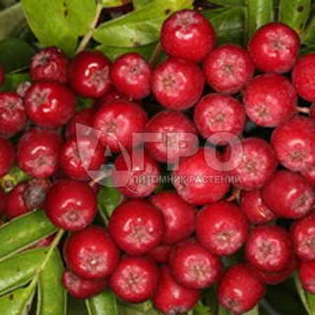 ROWAN VIELFALT RUBIN