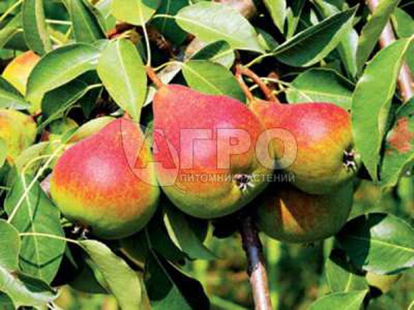 ГРУША СОРТ НИКА