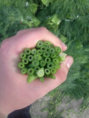 Укроп свежий Узбекистан высший сорт