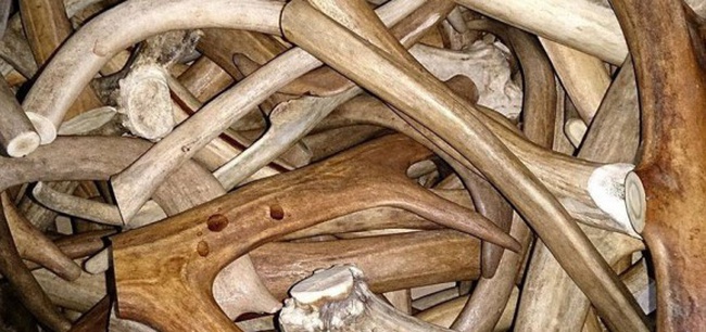 Рога северного оленя с нашей фермы свежие, сухие, мохнатые, цельные и всех размеров