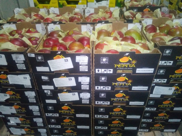 Mango çeşidi Kent, Kate (Mısır)