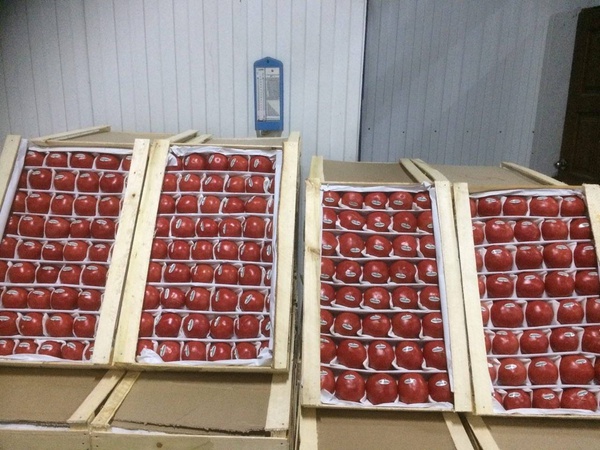 Sebzeler ve Meyveler, kuru meyveler ve baklagiller