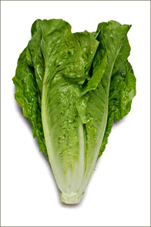 Салат Романо кочанный свежий