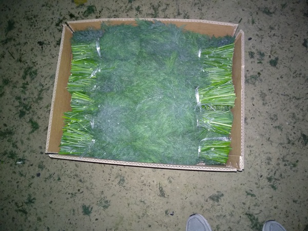 Укроп свежий Узбекистан высший сорт