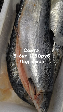 toptan deniz ürünleri