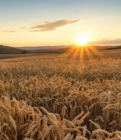 Пшеница, любые классы и % белка