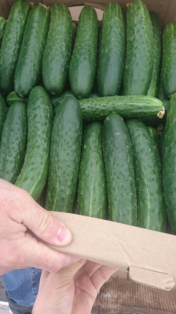 Тепличный Огурец Шипастый Средний Эстафета, Геракл, Атлет Оптом