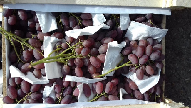 Üzüm Özbekistan Toptan