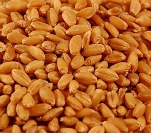 Wheat