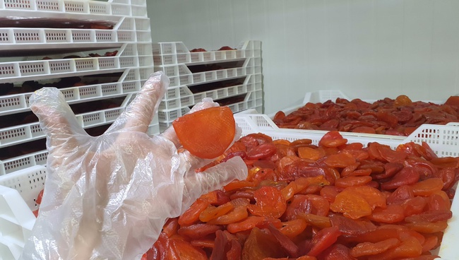 Kurutulmuş ÇARKIFELEK MEYVESİ. OLMISH fabrikalarından kurutulmuş meyveler