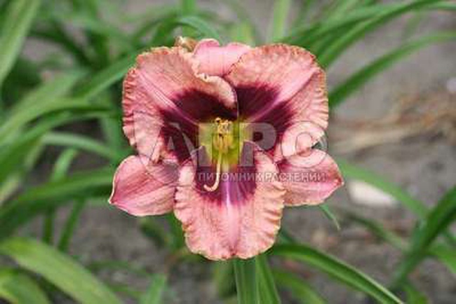 ЛИЛЕЙНИК恋爱欲望