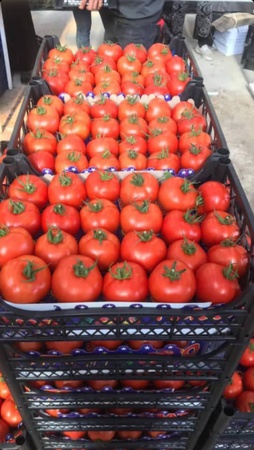 Tomato Томат (помидор)