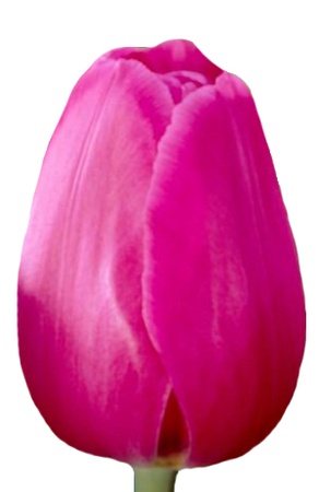 Тюльпаны оптом на 8 марта Barcelona Триумф