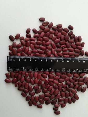 吉尔吉斯斯坦的豆类