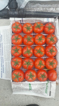 Domates Domates Lomia 1955 Özbek