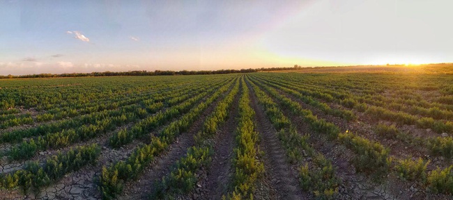 Укроп свежий Узбекистан высший сорт