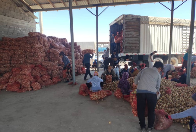 Bişkek&#39;te toptan Tacik taze soğan (Kırgızistan / Kırgızistan)