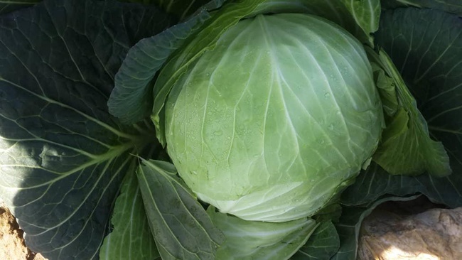 Коча́нная капу́ста