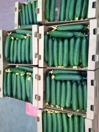 Тепличный Огурец Гладкий Демарраж, Мева Оптом