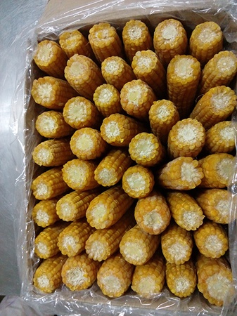 Кукуруза замороженная в початках 16 - 18 см