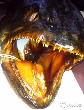 Shellfish, Crabs, Scallops