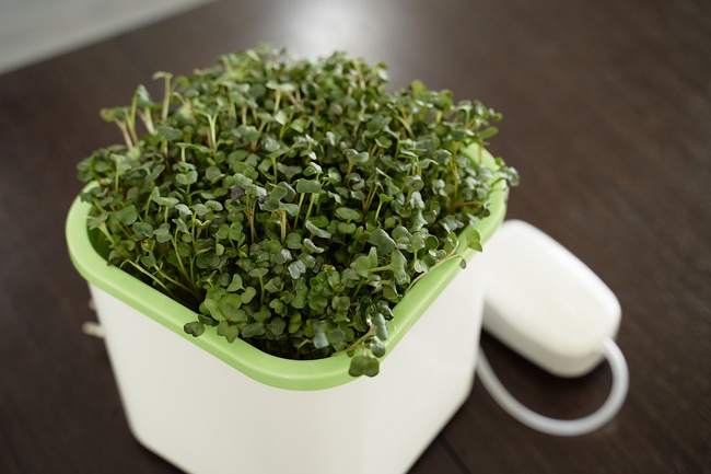 Проращиватель Х1 (Аэросад)