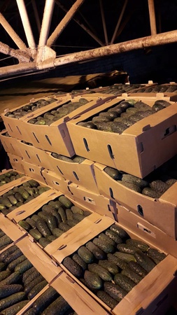 Короткоплодный тепличный огурец Оптом