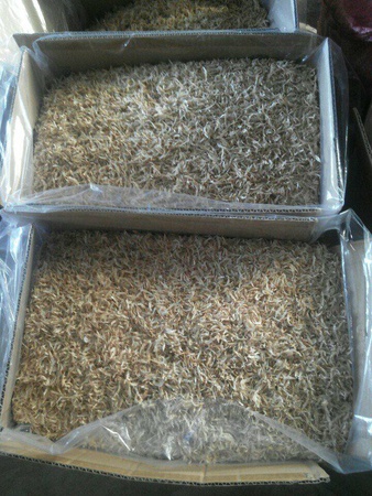 روبيان صغير مجفف بالجملة المأكولات البحرية المجففة روبيان صغير ، روبيان صغير مملح ، روبيان