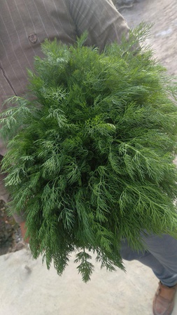 Укроп свежий Узбекистан высший сорт